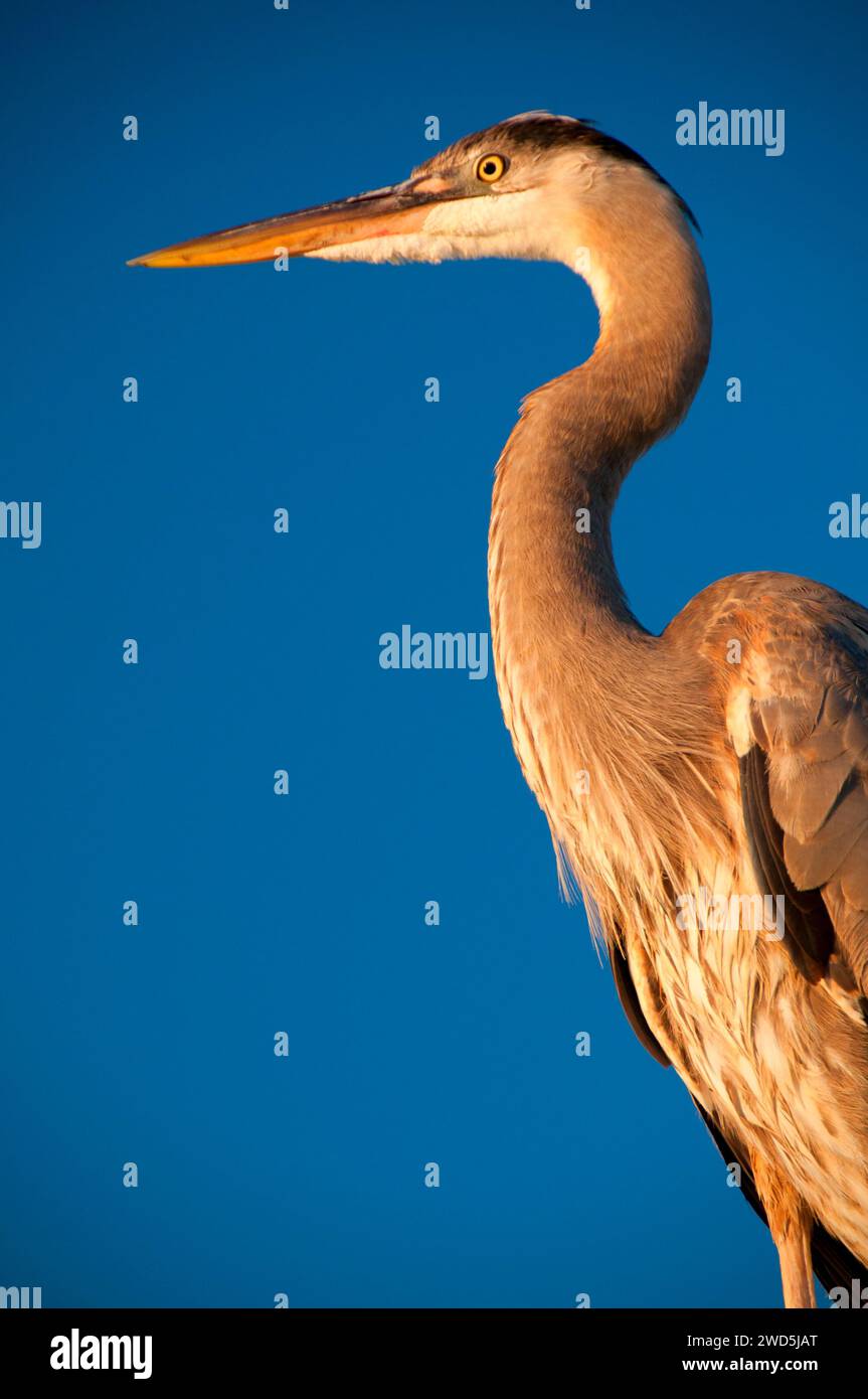 Airone blu (Ardea erodiade), Shelter Island, San Diego, California Foto Stock