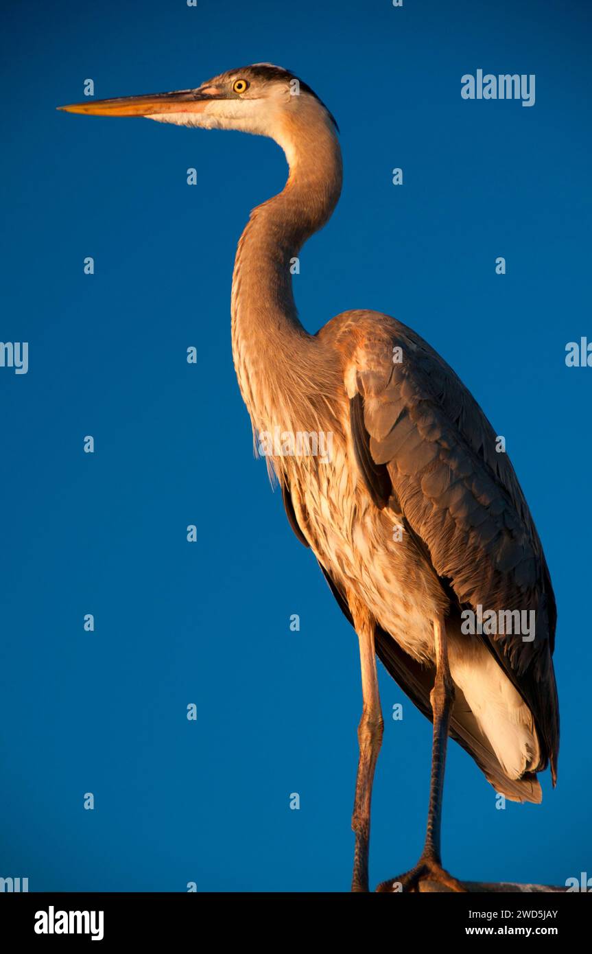 Airone blu (Ardea erodiade), Shelter Island, San Diego, California Foto Stock