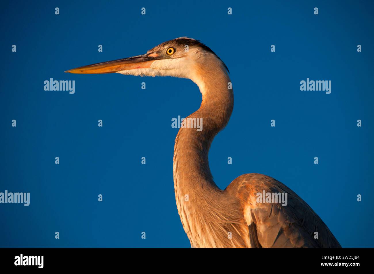Airone blu (Ardea erodiade), Shelter Island, San Diego, California Foto Stock