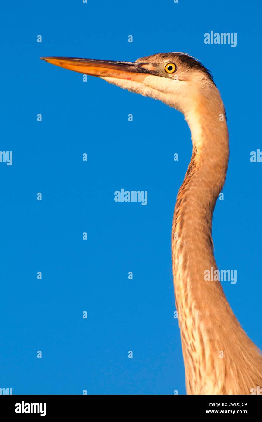 Airone blu (Ardea erodiade), Shelter Island, San Diego, California Foto Stock