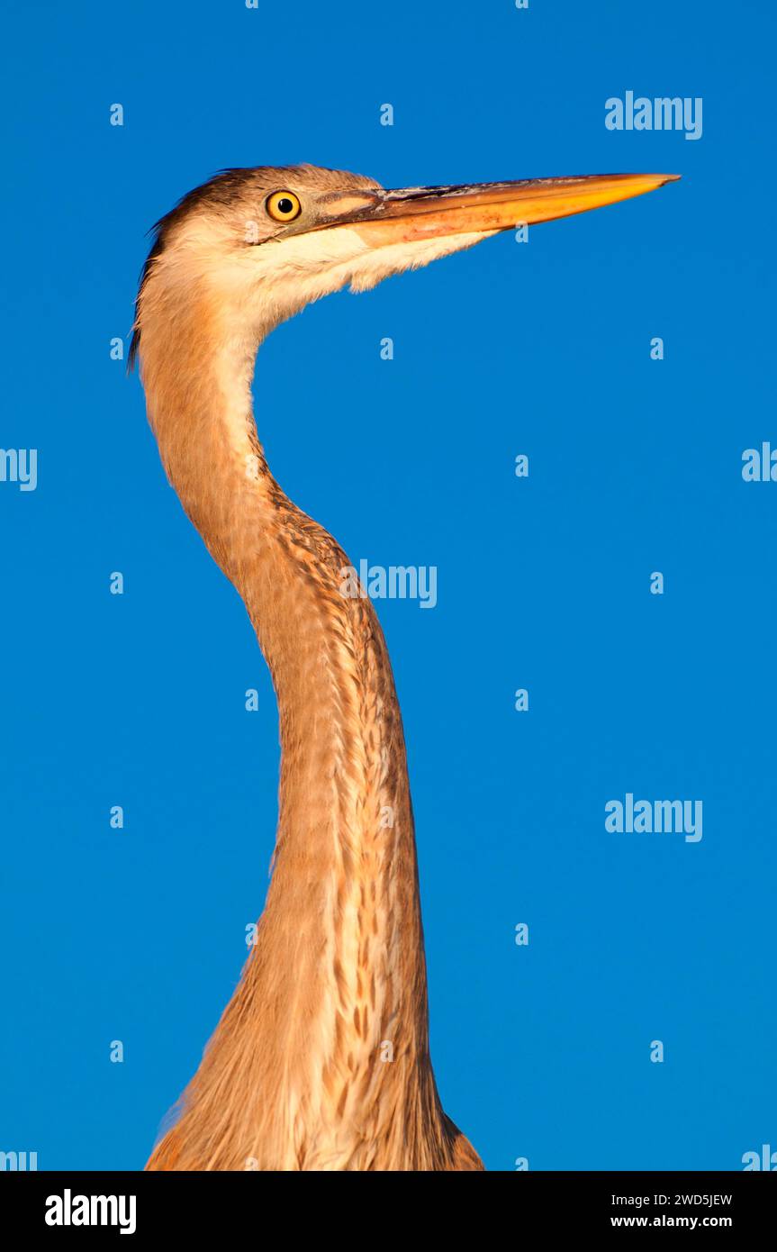 Airone blu (Ardea erodiade), Shelter Island, San Diego, California Foto Stock