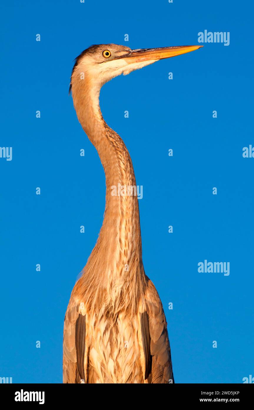 Airone blu (Ardea erodiade), Shelter Island, San Diego, California Foto Stock