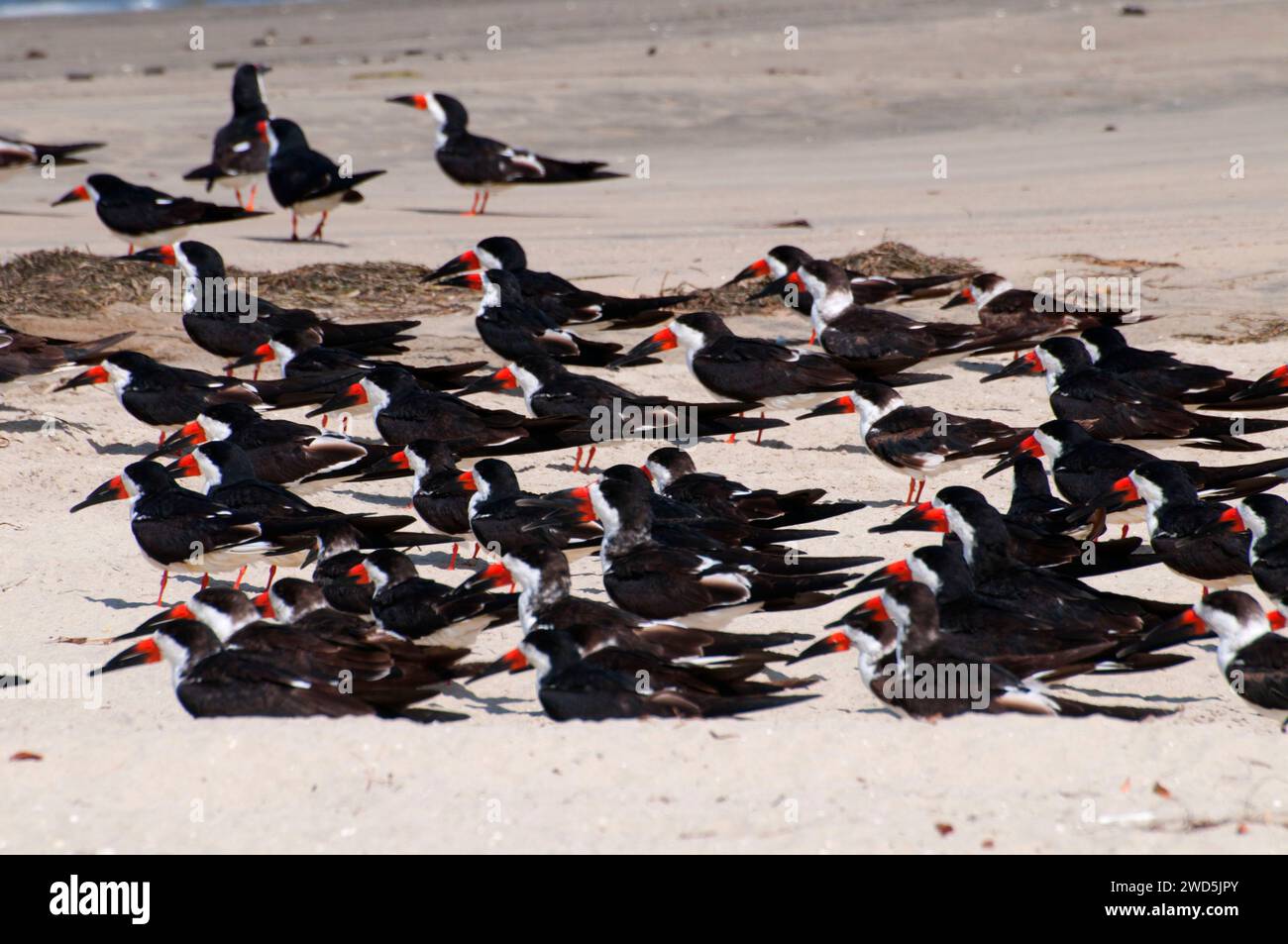 Nero (skimmer Rynchops niger), Mission Bay Park, San Diego, California Foto Stock