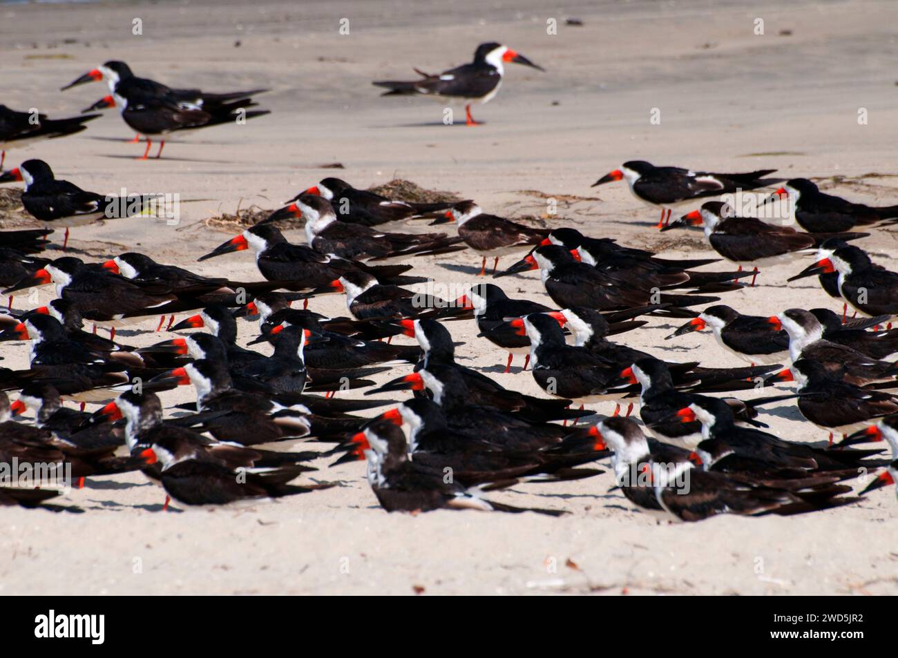 Nero (skimmer Rynchops niger), Mission Bay Park, San Diego, California Foto Stock