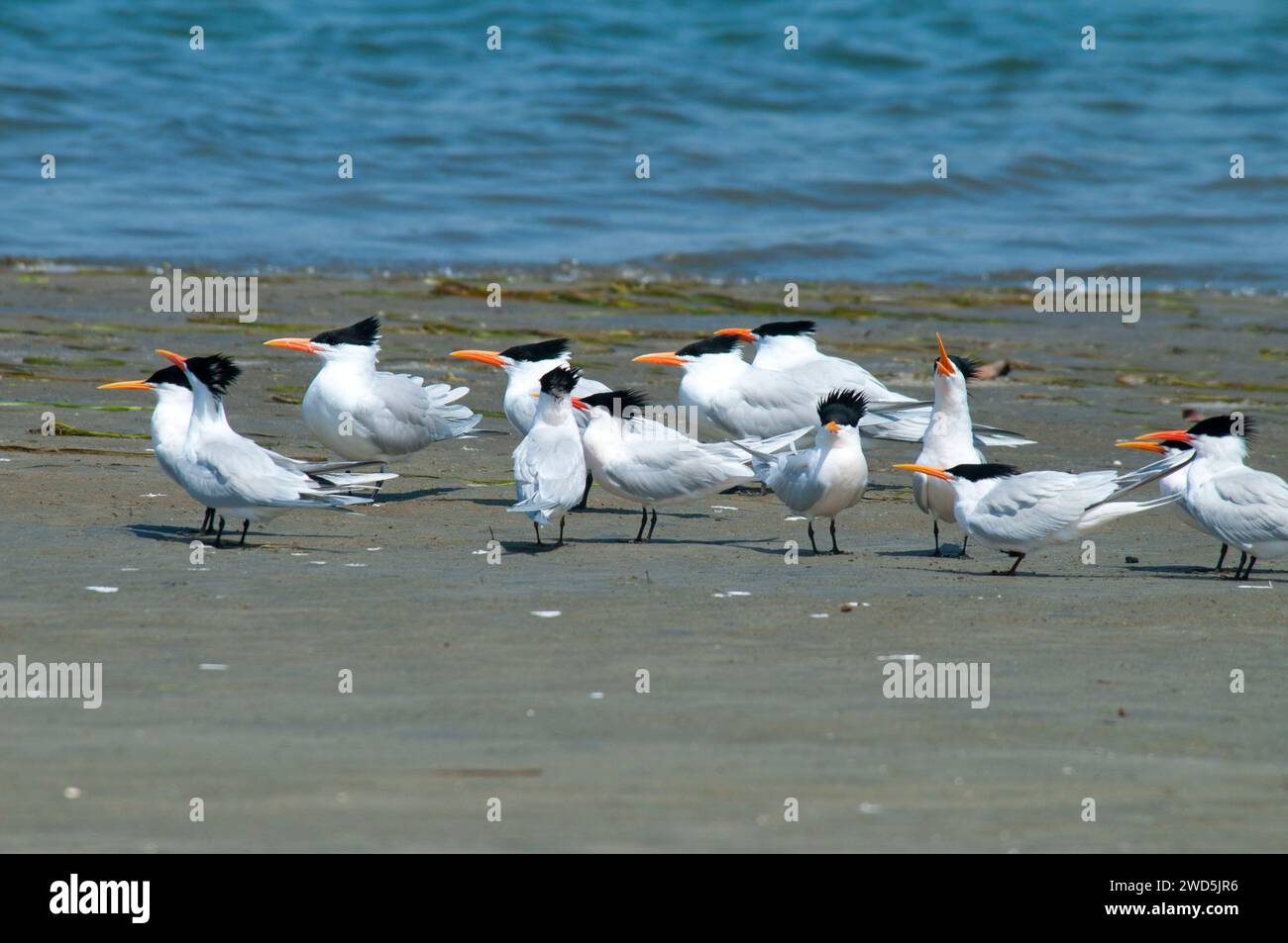 Sterne, Mission Bay Park, San Diego, California Foto Stock