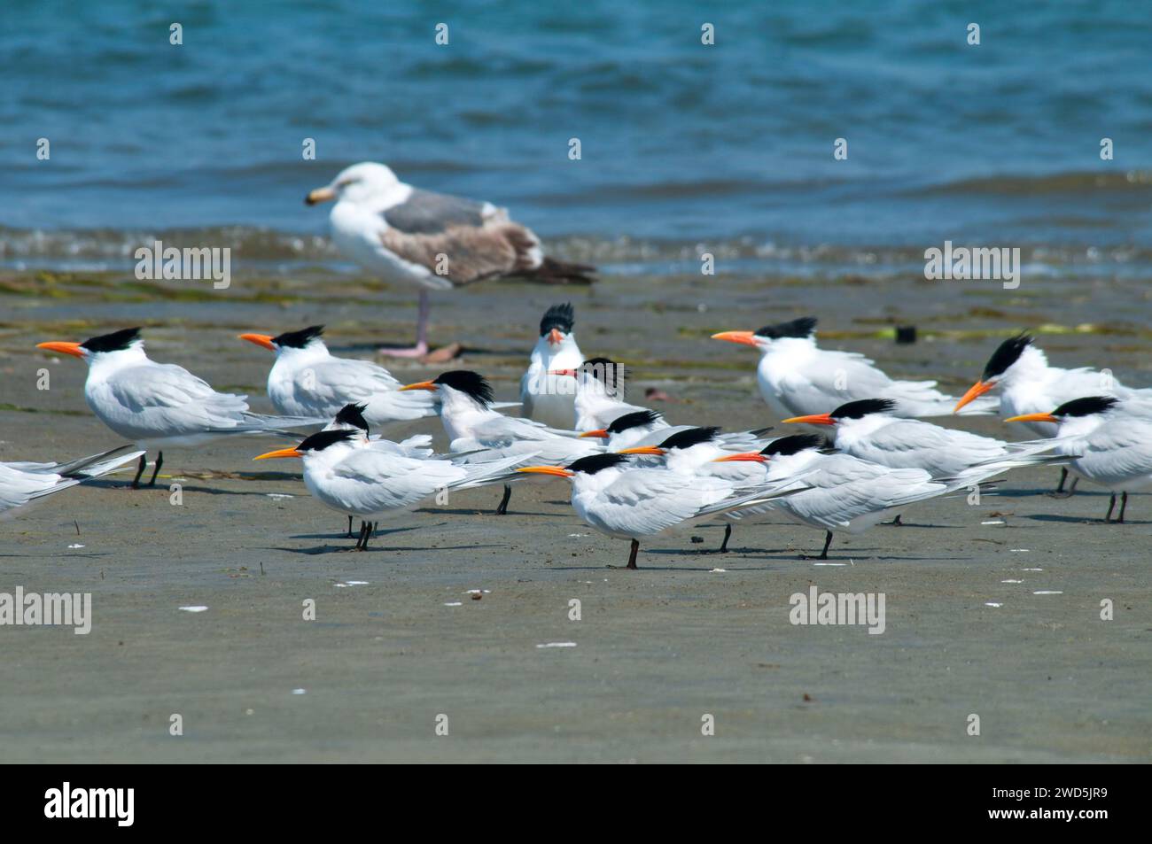 Sterne, Mission Bay Park, San Diego, California Foto Stock
