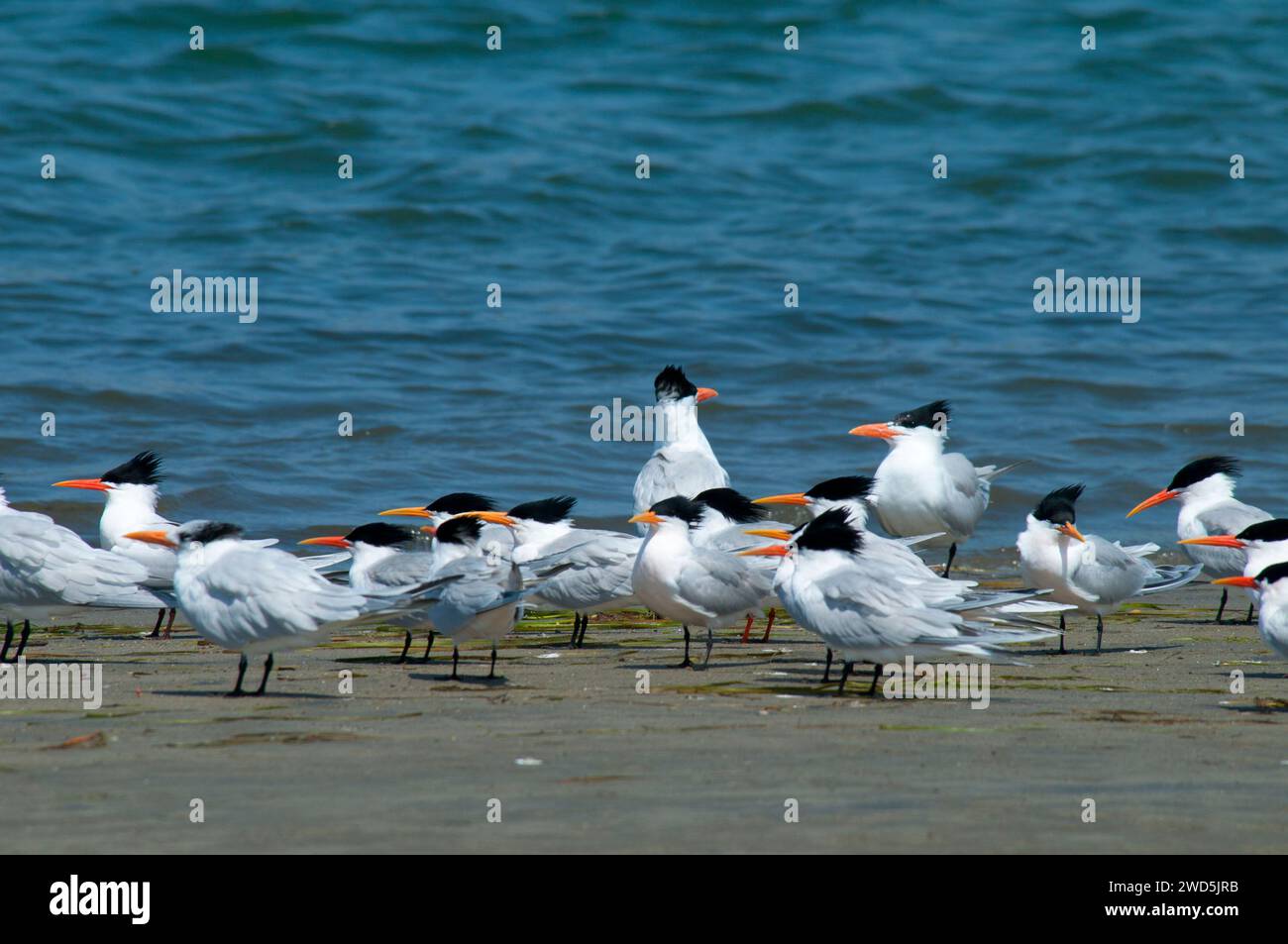 Sterne, Mission Bay Park, San Diego, California Foto Stock