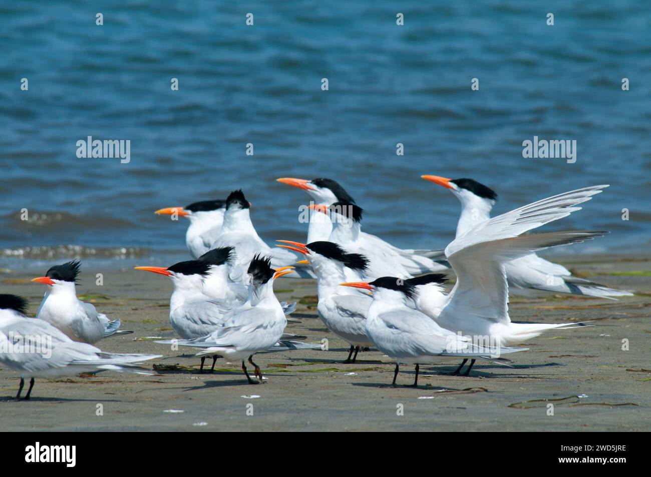 Sterne, Mission Bay Park, San Diego, California Foto Stock