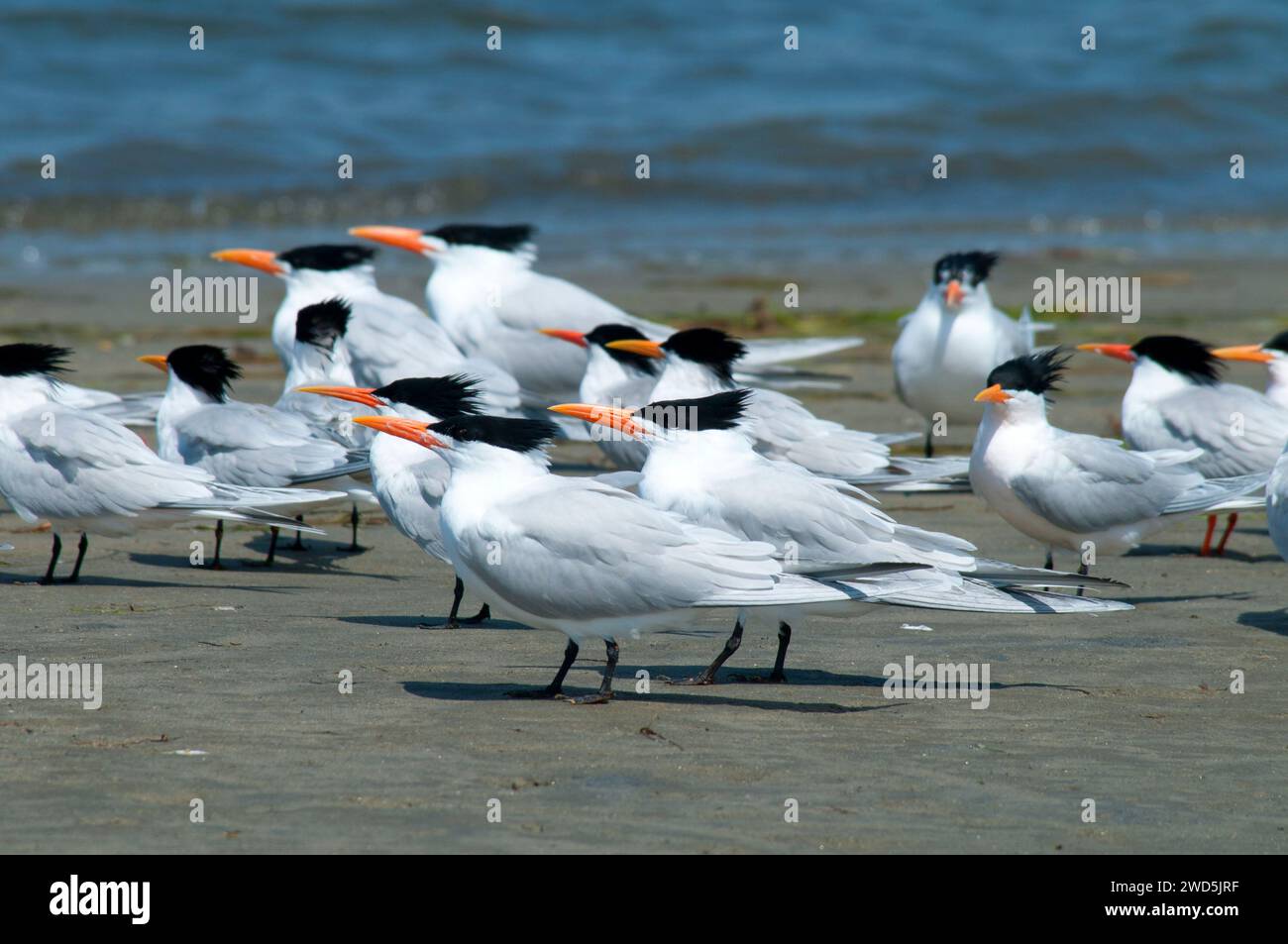 Sterne, Mission Bay Park, San Diego, California Foto Stock
