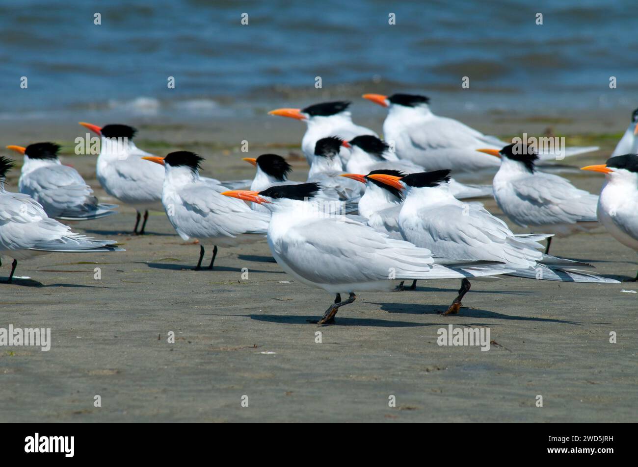 Sterne, Mission Bay Park, San Diego, California Foto Stock