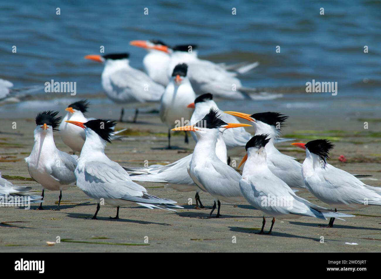 Sterne, Mission Bay Park, San Diego, California Foto Stock