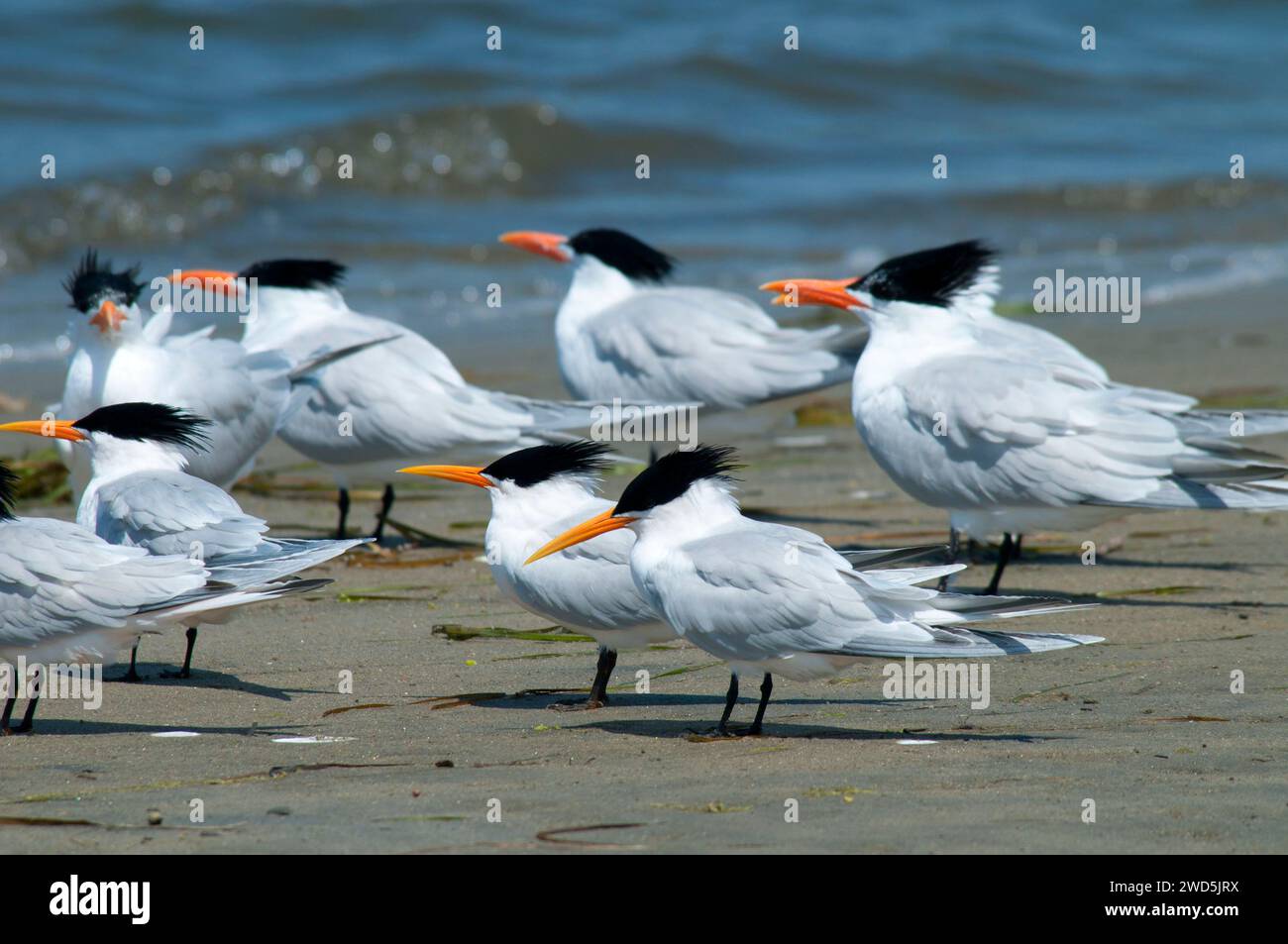 Sterne, Mission Bay Park, San Diego, California Foto Stock