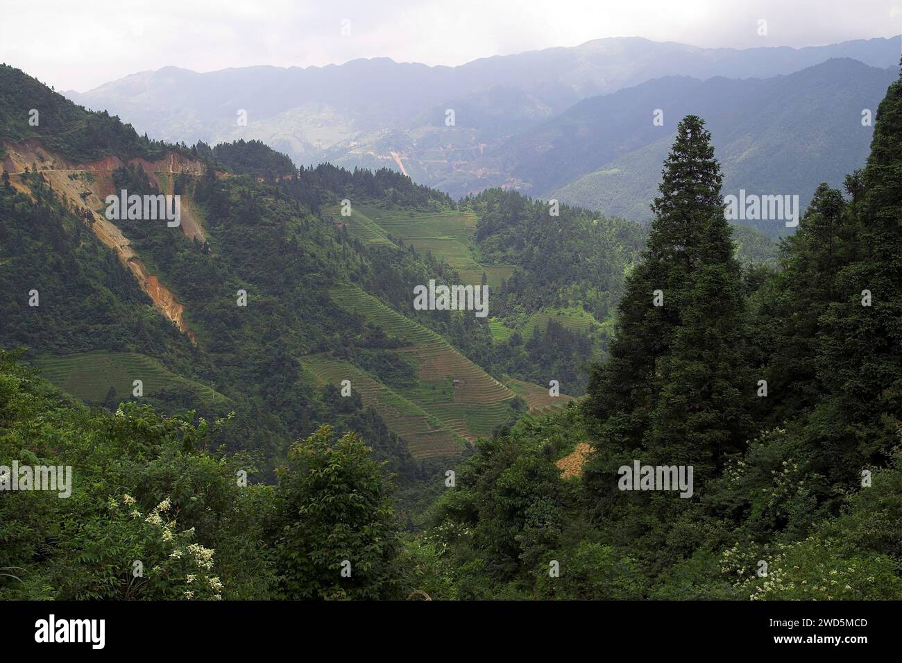 龙胜镇 (龙胜县) 中國 Longsheng, Dazhai Longji Ping'an Zhuang, Cina; paesaggio tipico nella provincia montana cinese; Typische Landschaft a Chinas Bergprovinz Foto Stock