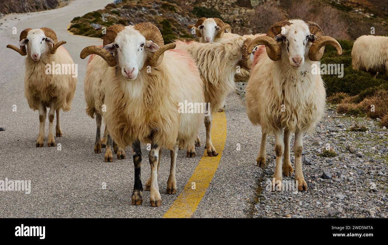 Pecore con spessi cappotti di lana bloccano una stretta strada di montagna, Kallikratis, Kallikratis Gorge, Sfakia, Creta Occidentale, Creta, Isole greche, Grecia Foto Stock