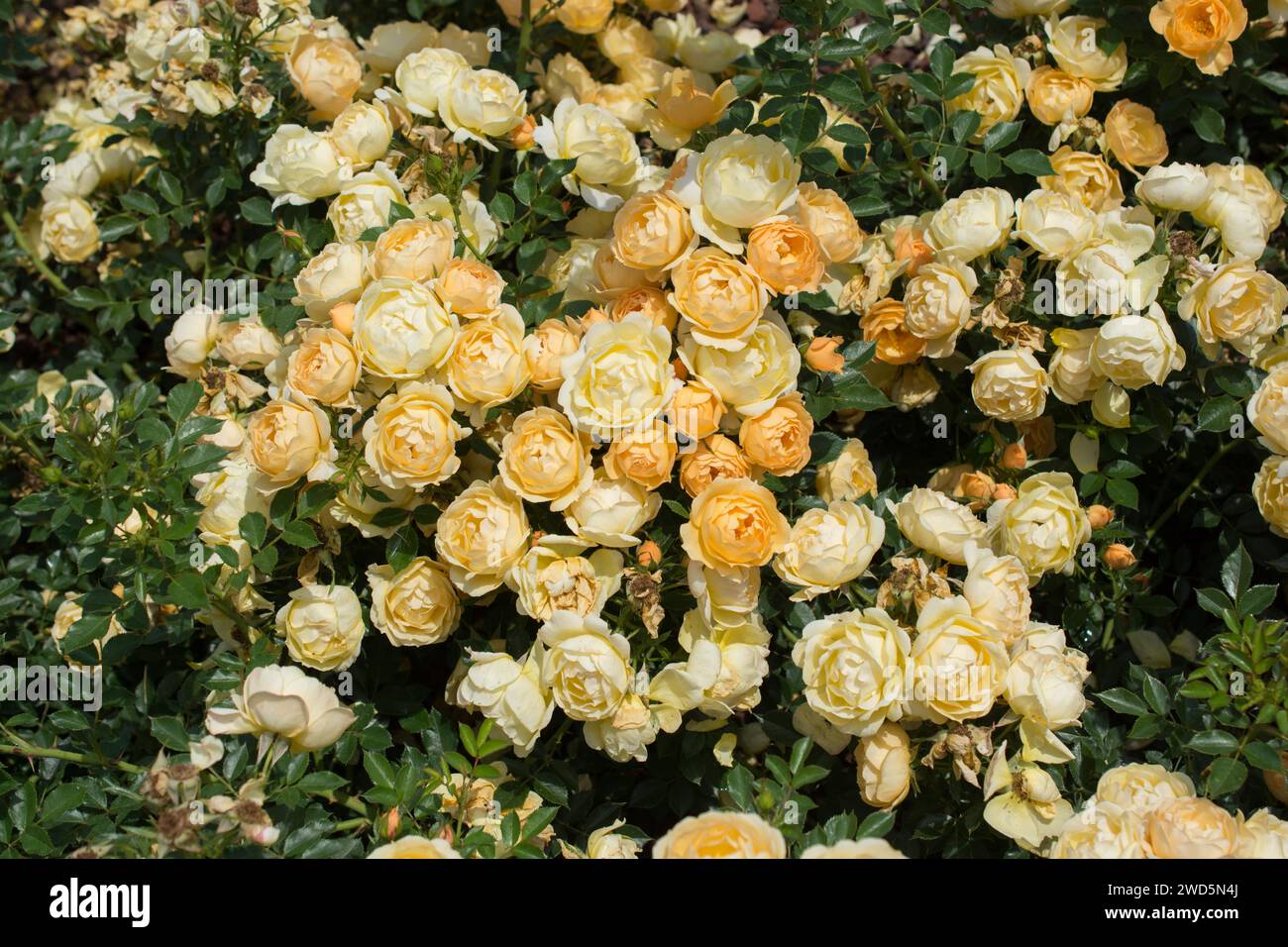 Fioriture bellissime rose colorata come sfondo floreale Foto Stock