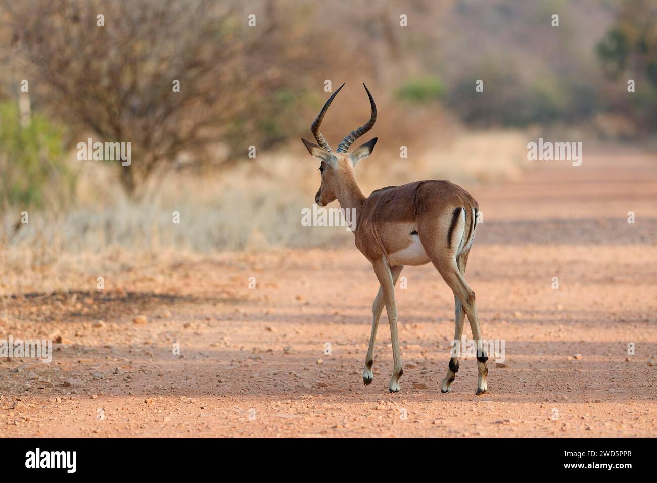 Impala comune (Aepyceros melampus), maschio adulto che attraversa la strada sterrata, la mattina presto, Parco Nazionale di Kruger, Sudafrica, Africa Foto Stock