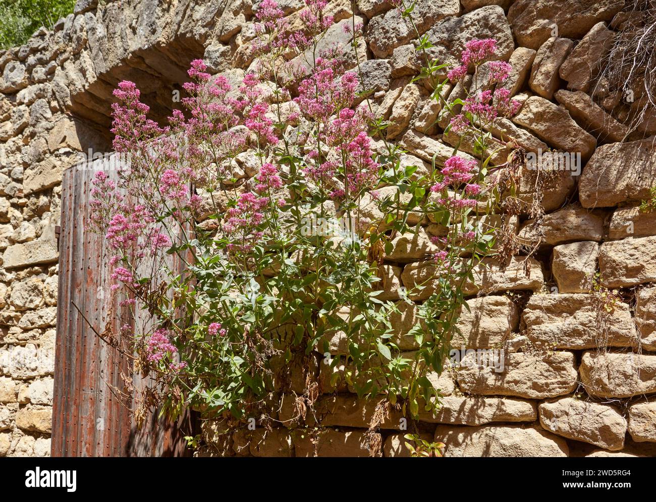 Una valeriana rossa (Centranthus ruber) che cresce nelle fessure delle pietre di una casa in rovina a la Roque-sur-Ceze, dipartimento di Gard, regione Occitanie Foto Stock