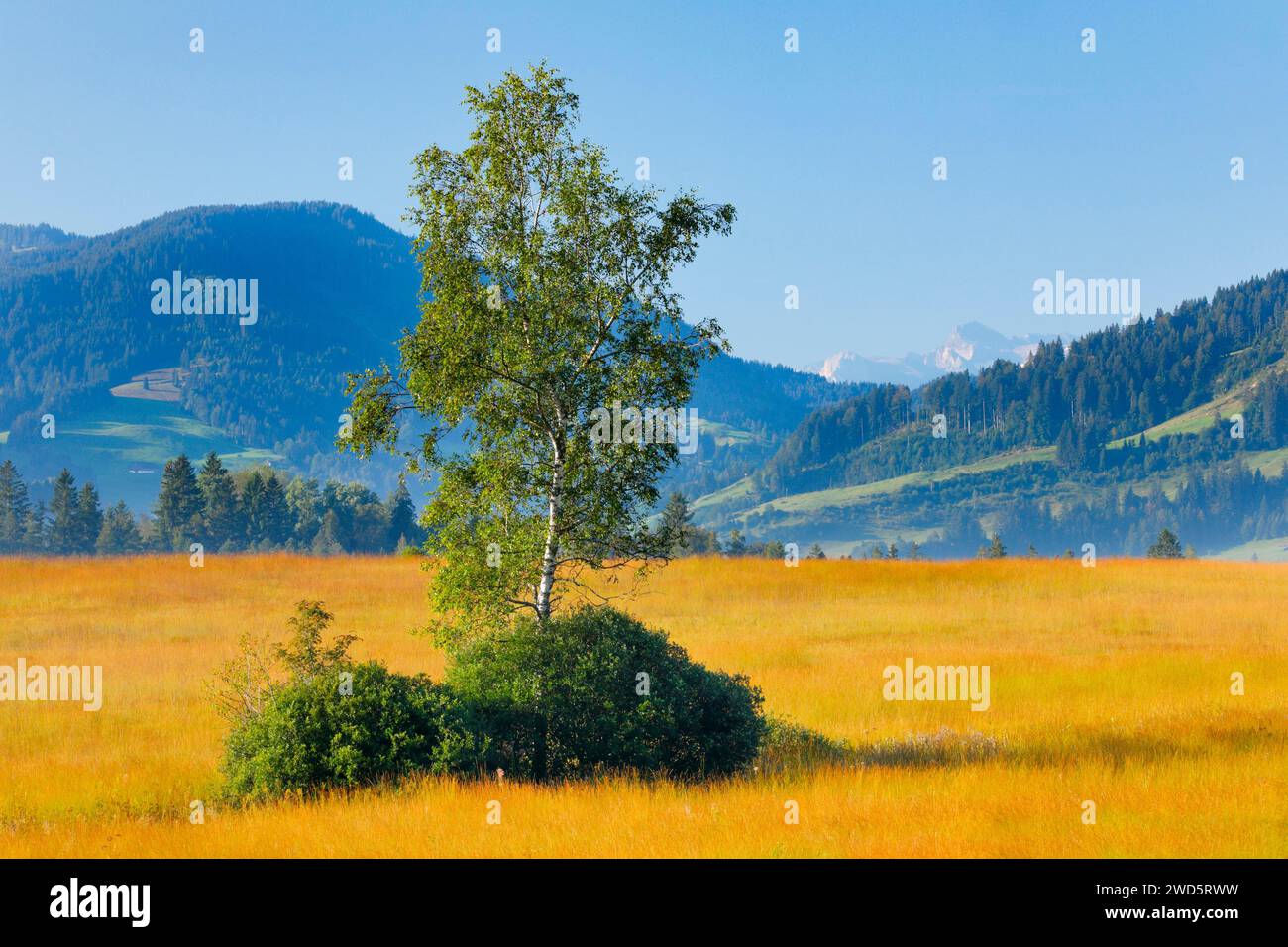 Vista sulla palude di Rothenthurm con betulla in primo piano, Canton Svitto, Svizzera Foto Stock