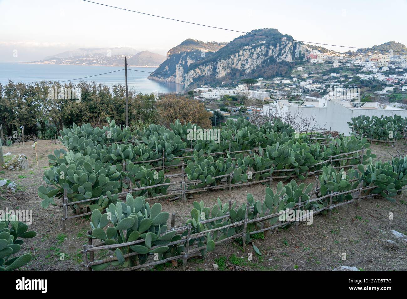 Cactus di agrumi o fichi d'India in primo piano con fondo marino sull'isola di Capri.Napoli, Italia Foto Stock