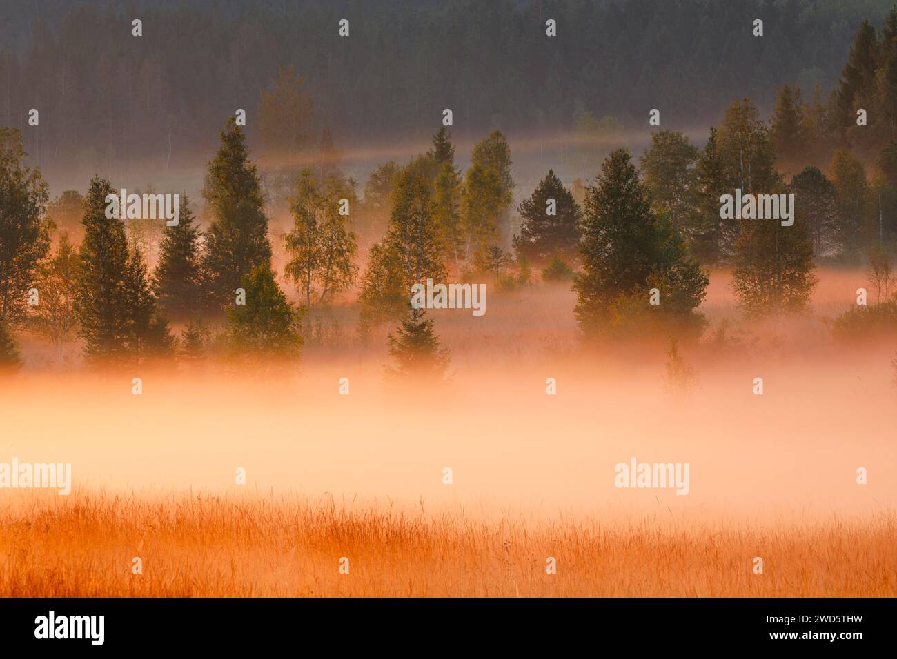 Nebbia e alberi presso l'alta brughiera Rothenthurm, Canton Schyz, Svizzera Foto Stock