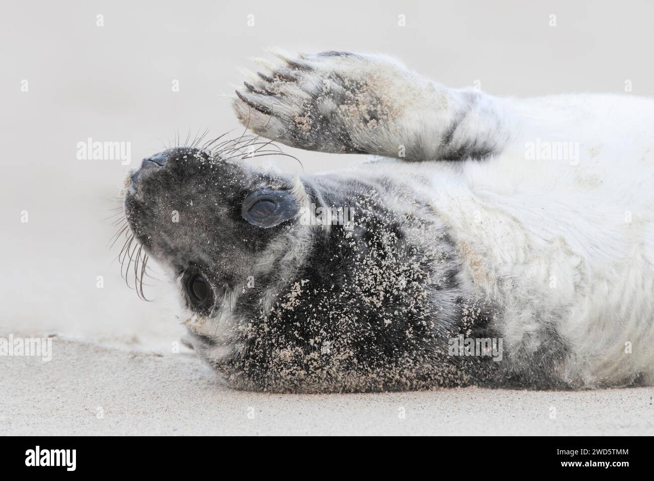 Cucciolo di foca grigia in pelliccia bianca-nera sdraiato su una spiaggia sabbiosa e salutato con la pinna, sull'isola di Duene, vicino a Heligoland, in Germania Foto Stock