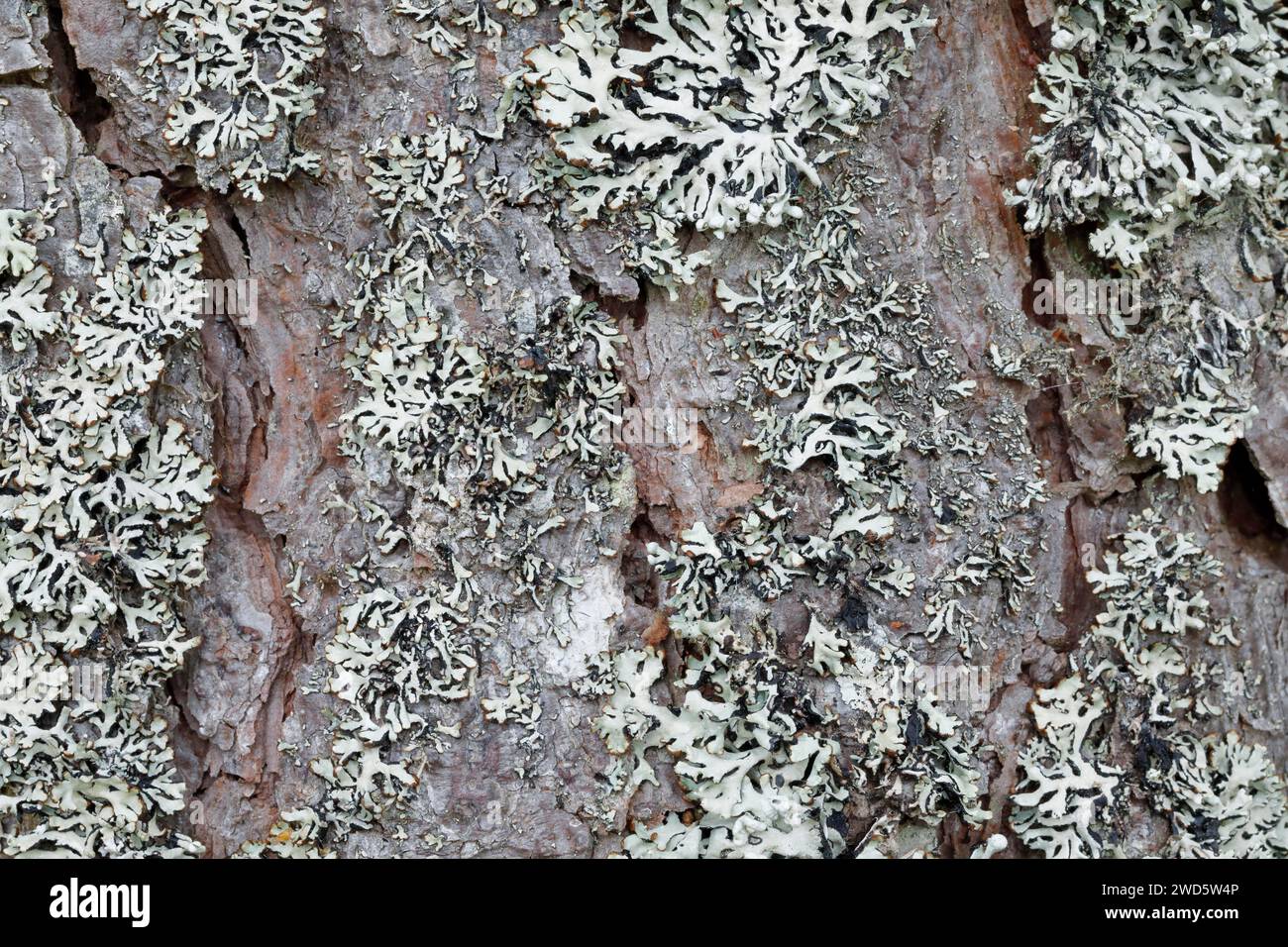 Coni di pino sulla corteccia di alberi ricoperta di licheni, Scozia, Gran Bretagna Foto Stock