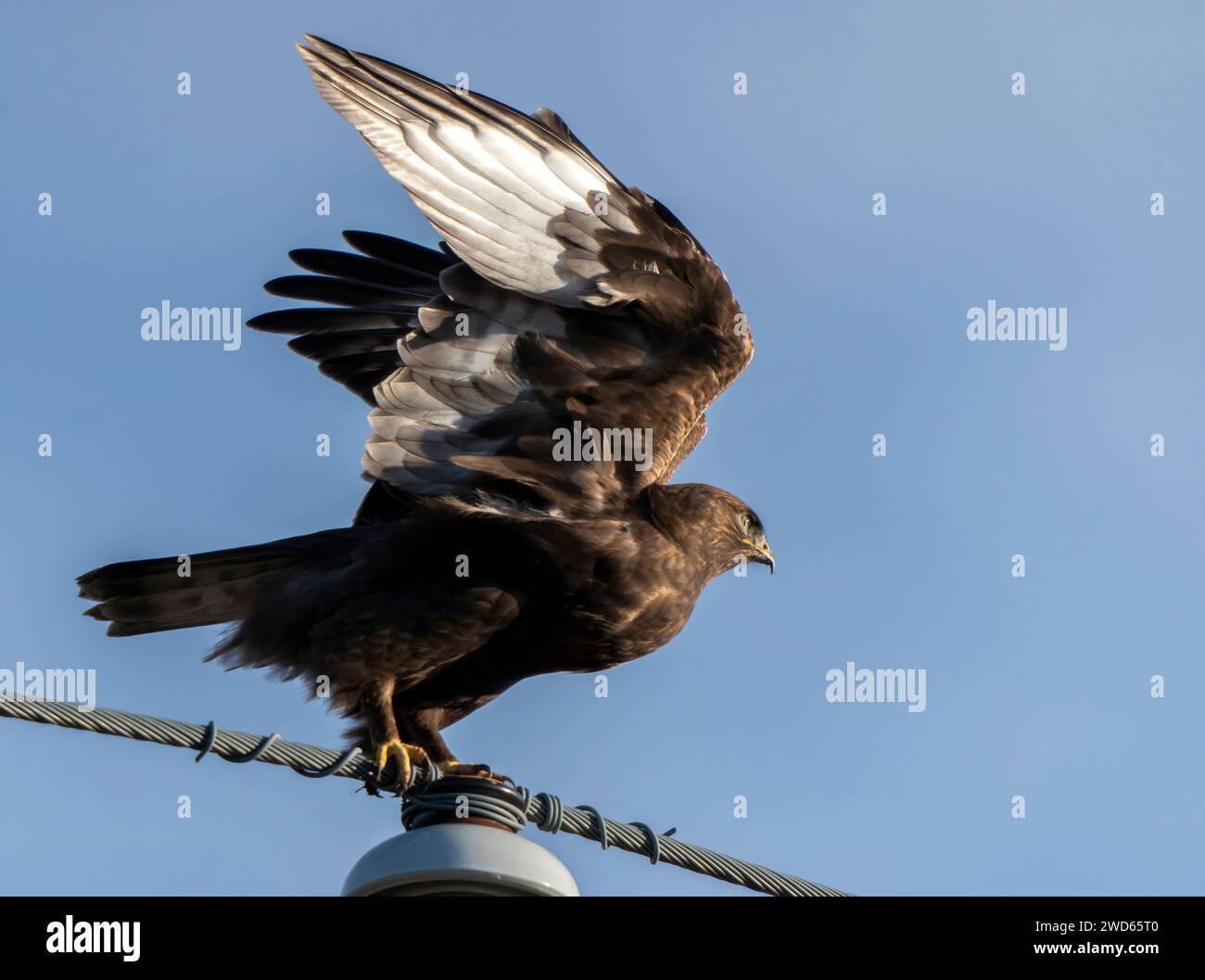 Rough Legged Hawk in inverno Saskatchewan Canada Foto Stock