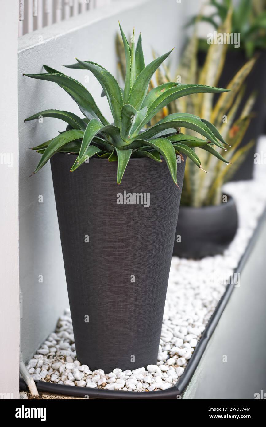 Pianta di agave e serpente in un moderno vaso nero decorato con pareti esterne e clima tropicale Foto Stock