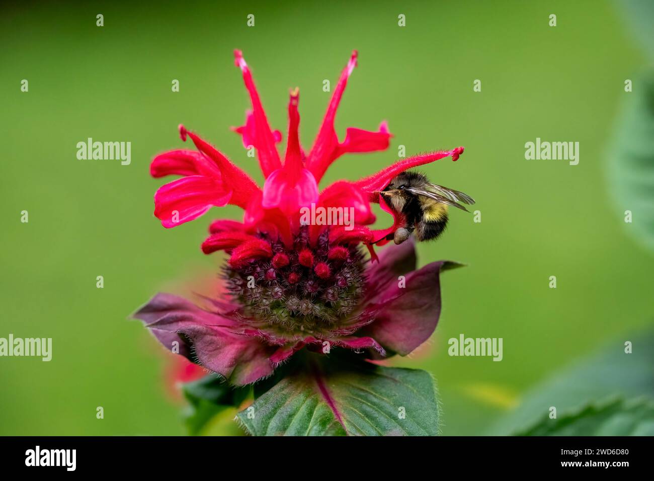 Issaquah, Washington, USA. Fiore di Bee Balm impollinato da un bumblebee Foto Stock