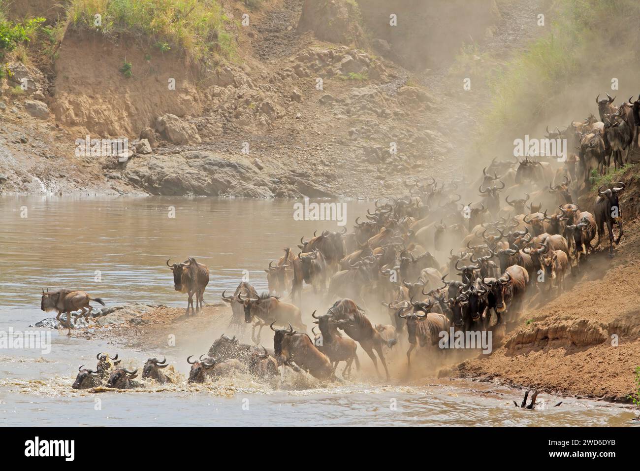 Blue wildebeest (Connochaetes taurinus) che attraversa il fiume Mara, Masai Mara National Reserve, Kenya Foto Stock
