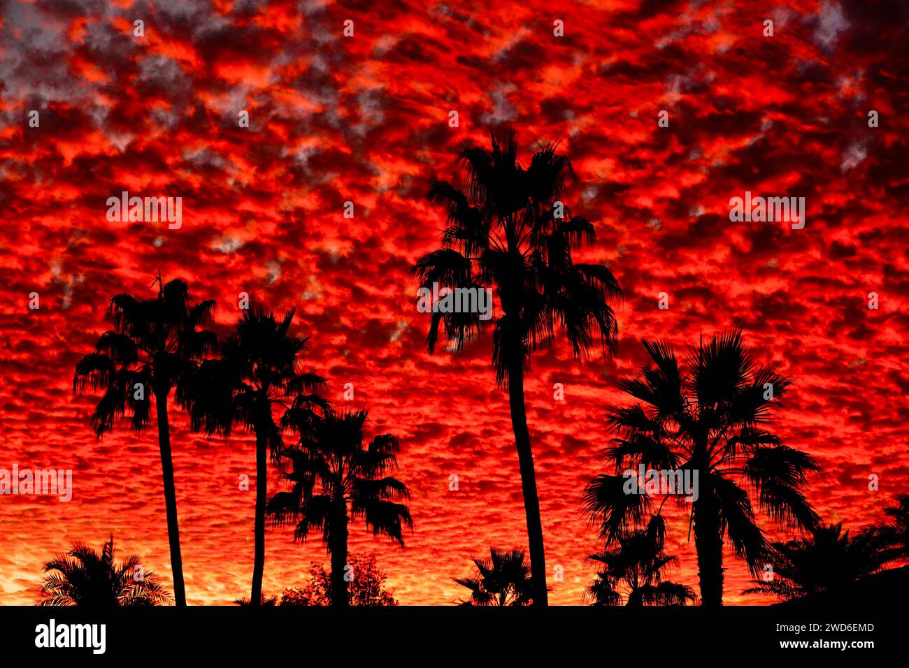 Una silhouette di palme durante un magnifico tramonto con nuvole soffici. Foto Stock