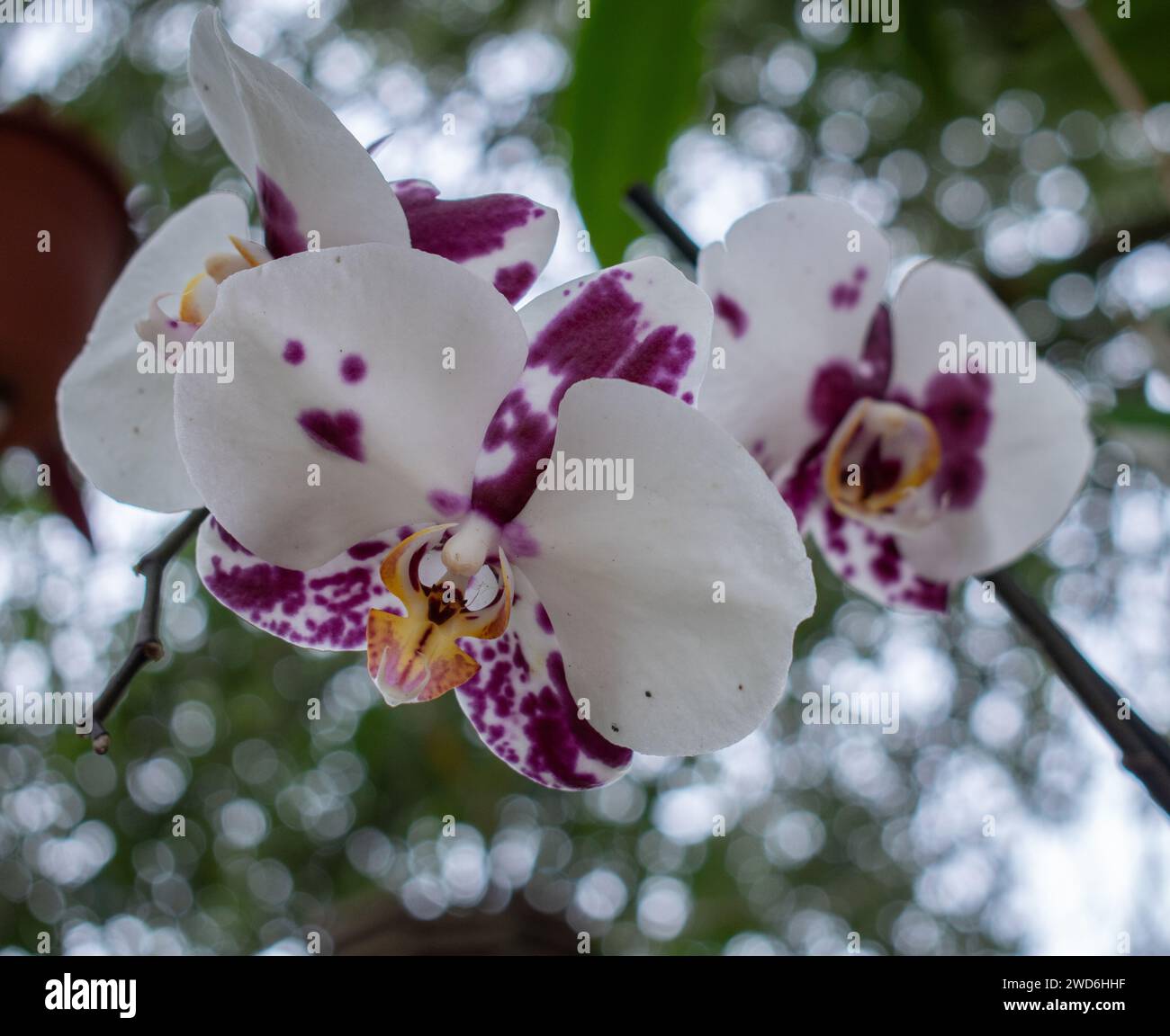 Orchidea bianca con luci viola con baldacchino ad albero e cielo sullo sfondo Foto Stock