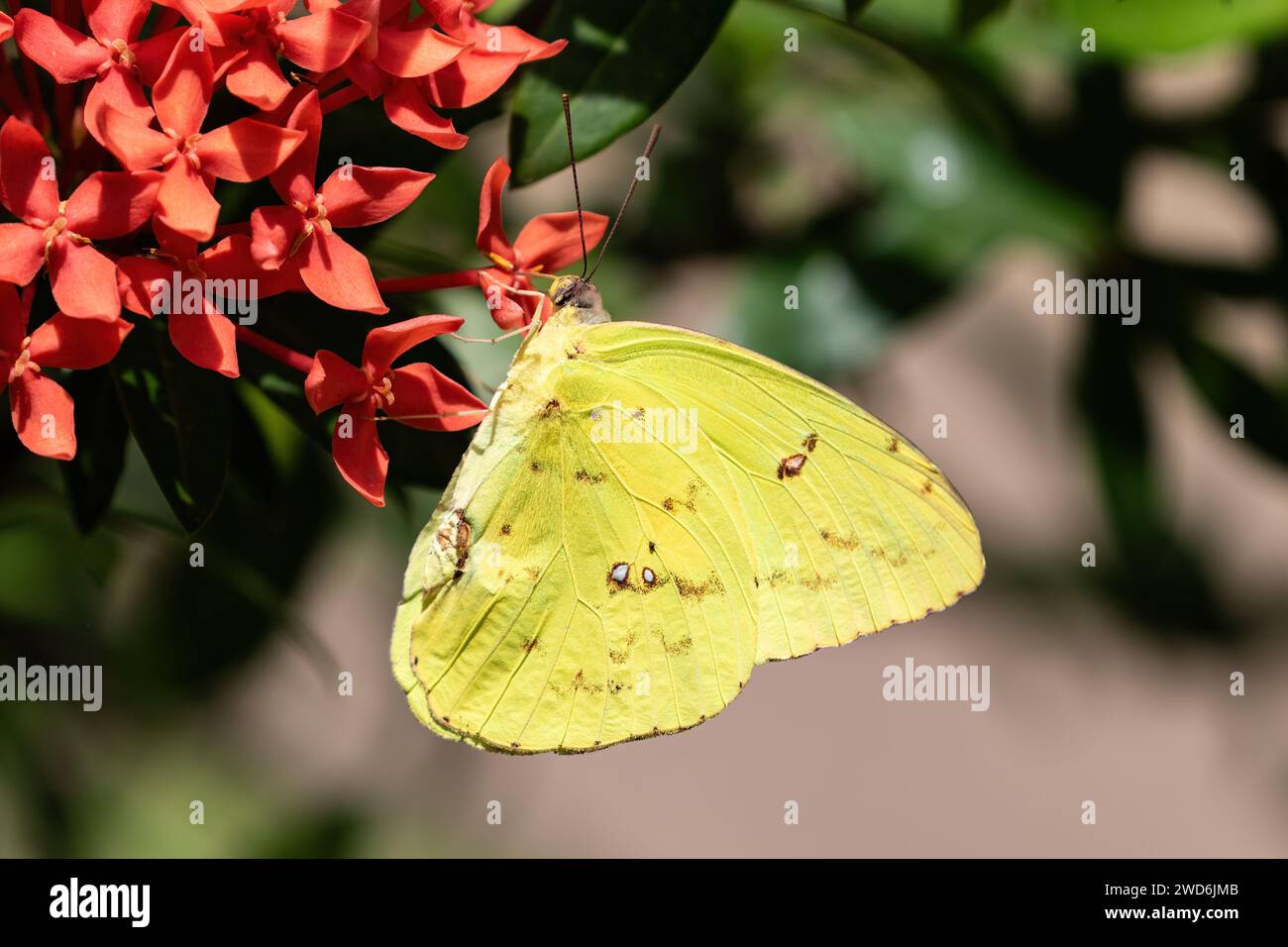 Farfalla zolfo nuvolosa (Colias philodice) su fiori rossi, sull'isola di Aruba. Foto Stock