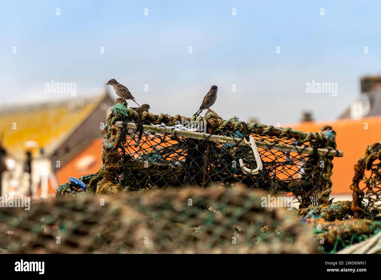 I due uccelli sono arroccati su una rete collegata a una catena accanto a pile di corde Foto Stock