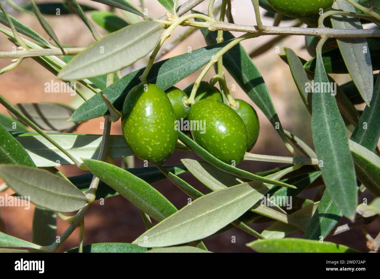 Olive verdi maturate nell'oliveto spagnolo Foto Stock