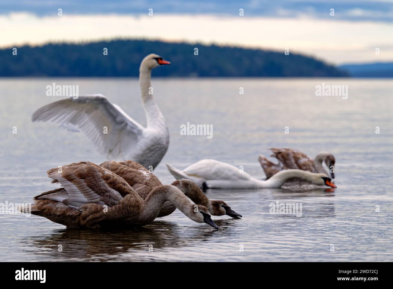 Un gregge di cigni muti e adulti, Fulford Harbour, Salt Spring Island, British Columbia Canada Foto Stock