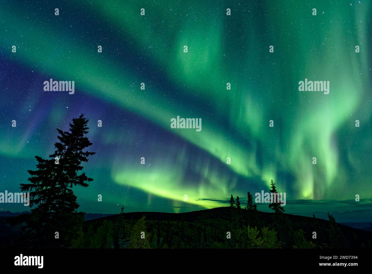 Un'impressionante aurora boreale che illumina un cielo notturno a Dawson City, territorio dello Yukon, Canada Foto Stock