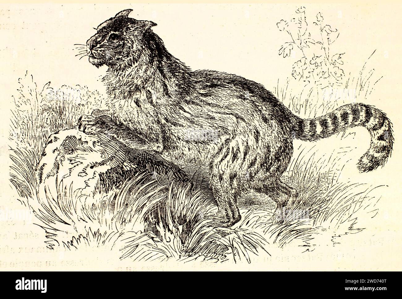 Vecchia illustrazione incisa di Pampas Cat. Di autore sconosciuto, pubblicato su Brehm, Les Mammifers, Baillière et fils, Parigi, 1878 Foto Stock