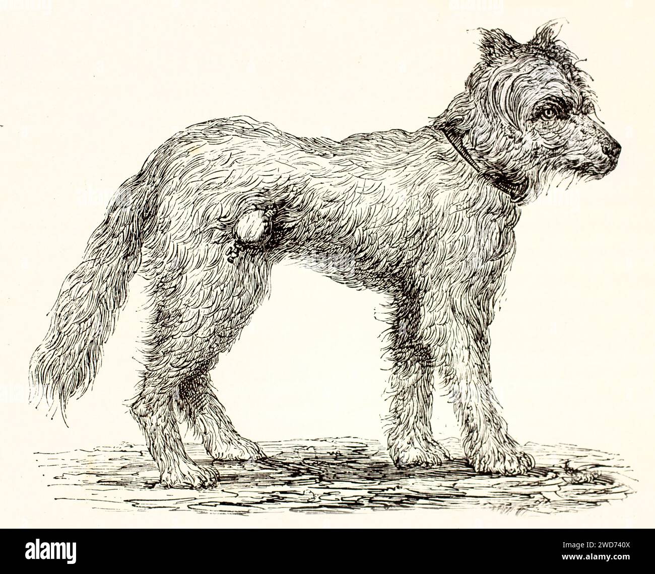 Vecchia illustrazione incisa di cane che ha una fistola pancreatica. Di autore sconosciuto, pubblicato su Brehm, Les Mammifers, Baillière et fils, Parigi, 1878 Foto Stock