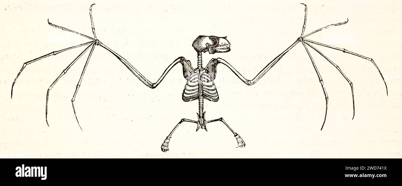 Vecchia illustrazione incisa dello scheletro di Pteropus edulis. Di autore sconosciuto, pubblicato su Brehm, Les Mammifers, Baillière et fils, Parigi, 1878 Foto Stock