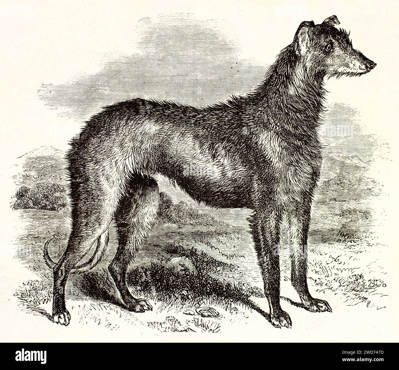 Vecchia illustrazione incisa di Scottish Deerhound. Creato da Wells, pubblicato su Brehm, Les Mammifers, Baillière et fils, Parigi, 1878 Foto Stock