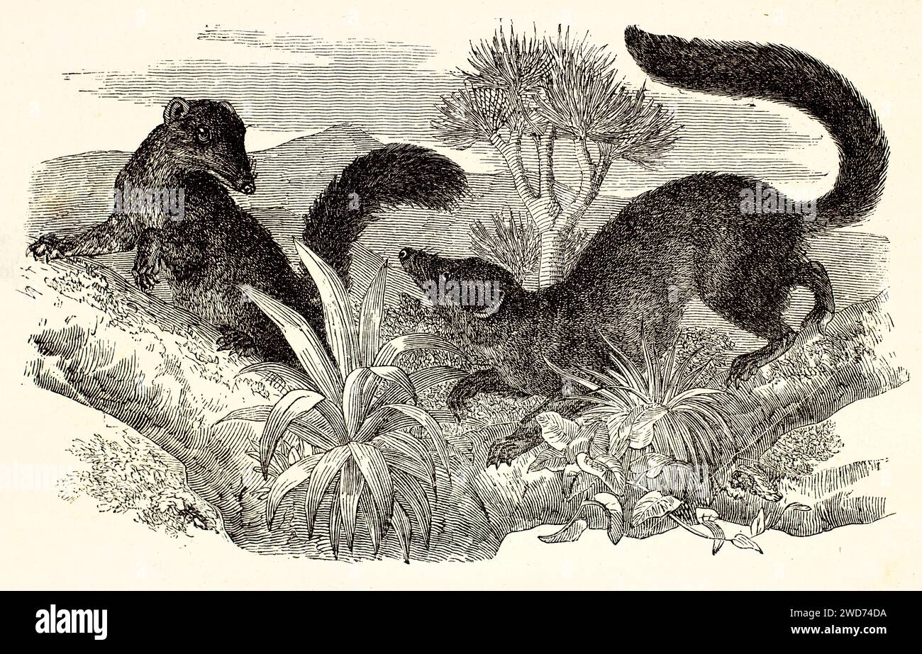 Due alberi di Sumatra in inseguimento di accoppiamento, code cespugliose prominenti, ricca vegetazione tropicale sullo sfondo. Di Zimmermann, Brehm, Parigi, 1878 Foto Stock