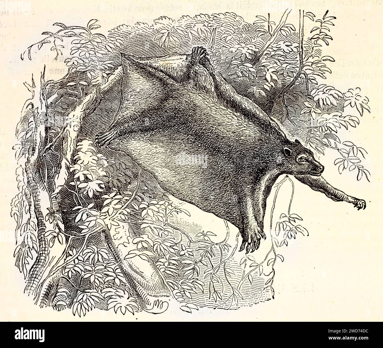 Vecchia illustrazione incisa di Sunda Flying Lemur. Di autore sconosciuto, pubblicato su Brehm, Les Mammifers, Baillière et fils, Parigi, 1878 Foto Stock