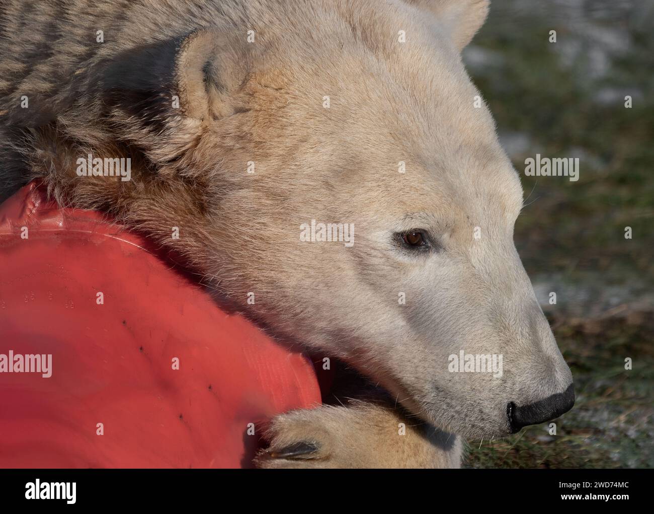 Un'immagine molto ravvicinata di un orso polare. Mostra solo il volto mentre gioca con un cono stradale rosso Foto Stock Un'immagine molto ravvicinata di un orso polare. Mostra solo il volto mentre gioca con un cono stradale rosso Foto Stock