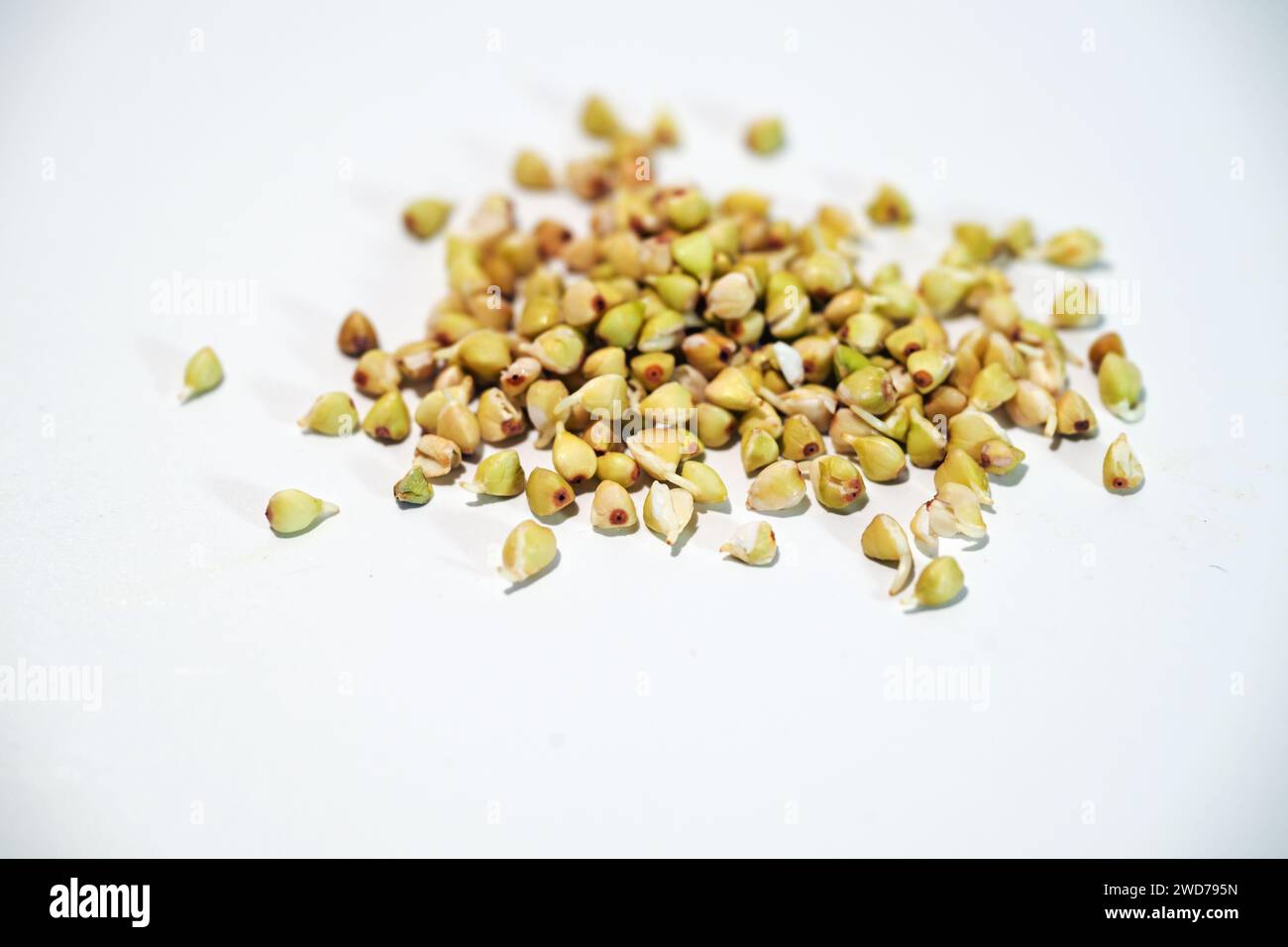 Processo di germinazione di semi di grano saraceno, germogli sani ricchi di enzimi viventi, sostanze vitali, minerali e proteine digeribili, copia ravvicinata Foto Stock