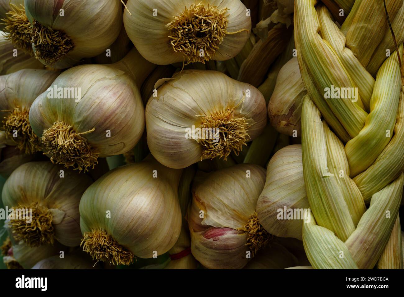 I bulbi all'aglio sono intrecciati e appesi ad asciugare. Aglio biologico coltivato in casa. Foto Stock