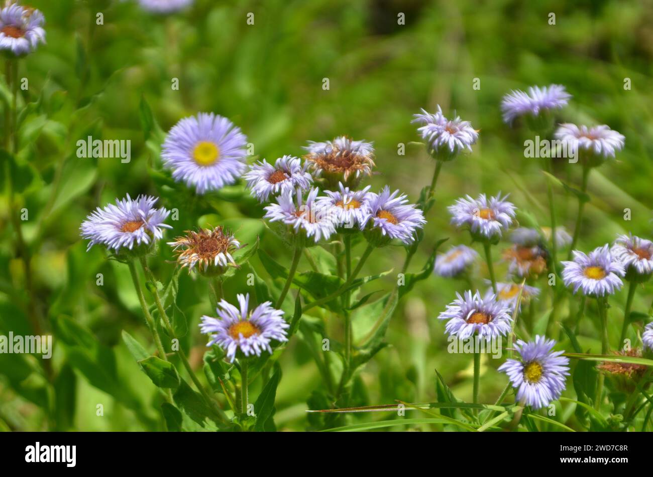 IRES clarki erbe medicinali della zona alpina Foto Stock
