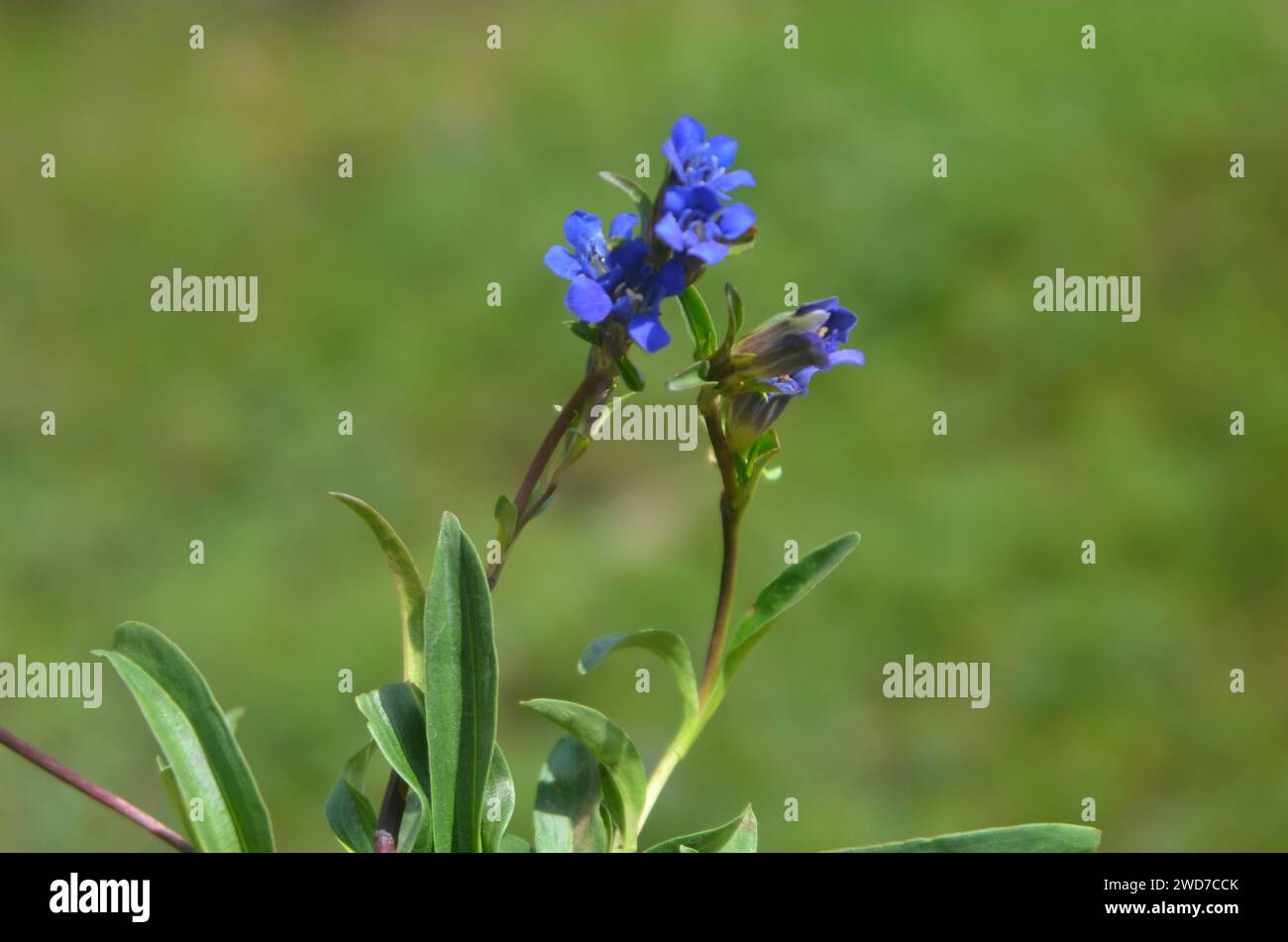 Gentiana Kuroo, erbe medicinali tradizionali della zona alpina Foto Stock