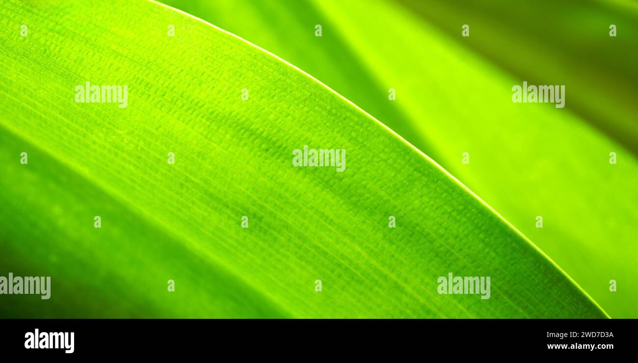 Foglia di banana. Primo piano di foglie e steli di piante tropicali Foto Stock