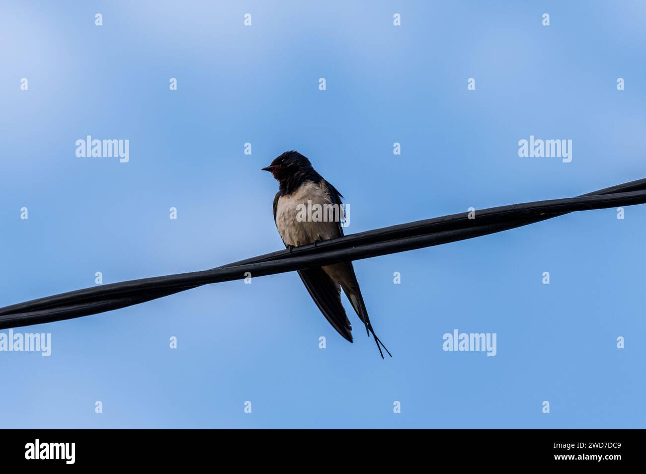 Primo piano di un uccello appollaiato su un filo elettrico Foto Stock